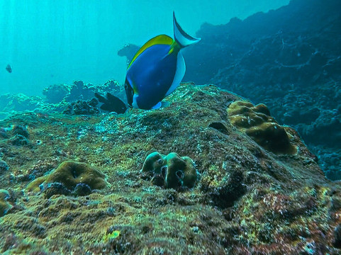 夏基潜水中心-卡伦必去景点