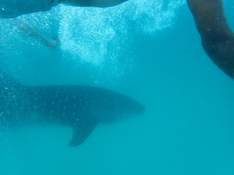 Afro Whale Shark Safari-马菲亚岛必去景点