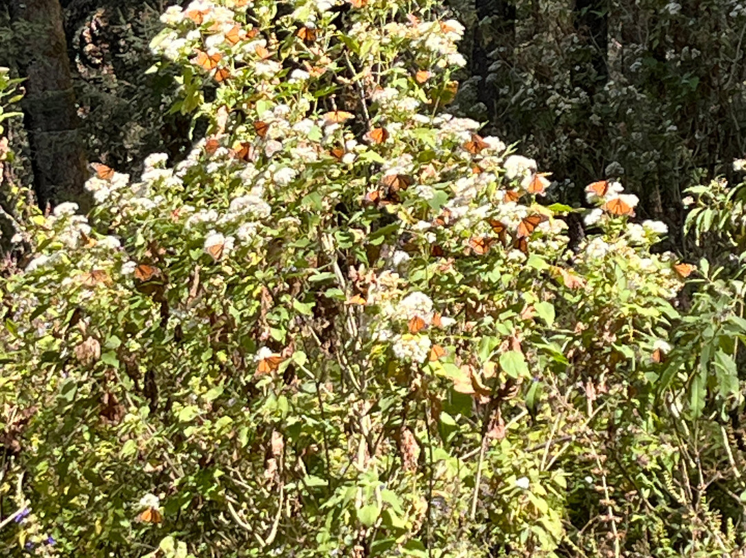 El Rosario Monarch Butterfly Preserve-中部墨西哥和墨西哥湾沿岸必去景点