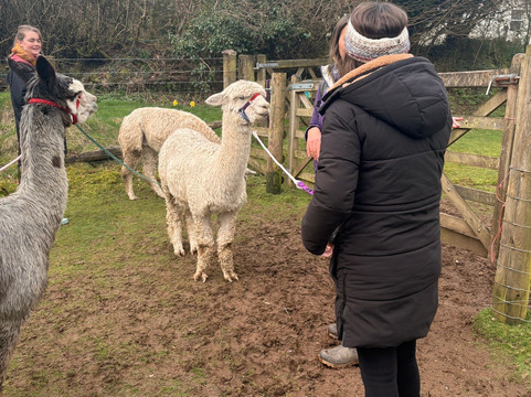 Lydford Gorge Alpacas-Lydford必去景点