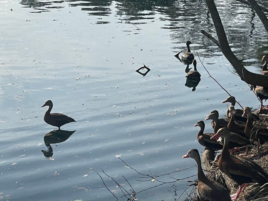 奥杜邦公园-新奥尔良必去景点