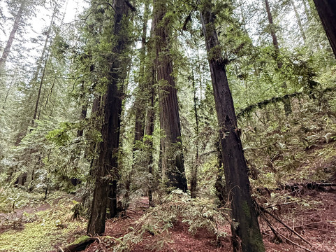 Humboldt Redwoods State Park-Weott必去景点