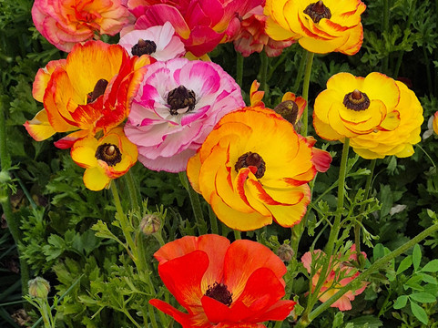 The Flower Fields at Carlsbad Ranch-卡尔斯巴德必去景点