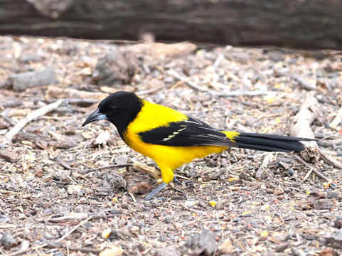 King Ranch Visitor Center-Kingsville必去景点