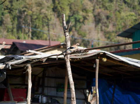 BizareXpedition-哈里瓦必去景点