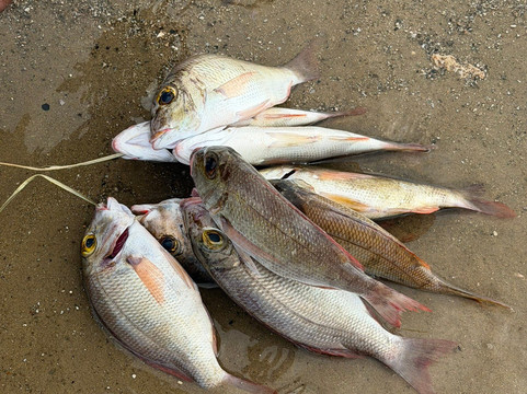 Lamu Adventure-拉穆岛必去景点