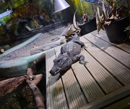 Camel Creek Family Adventure Park-Wadebridge必去景点