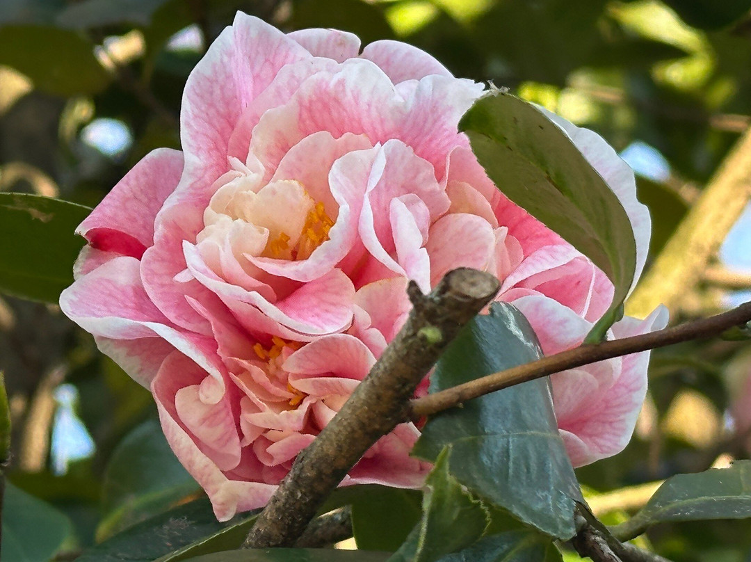 Camellia Park-洛迦诺必去景点