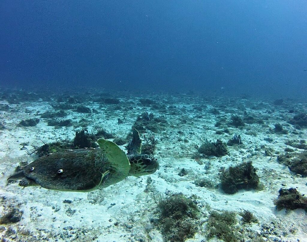 Remi Diving in Mexico-普拉亚德尔卡曼必去景点