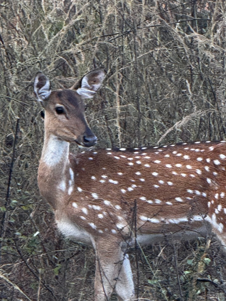 Waghoba Eco Lodge-官方