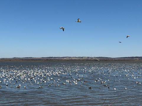 Loess Bluffs National Wildlife Refuge-Mound City必去景点