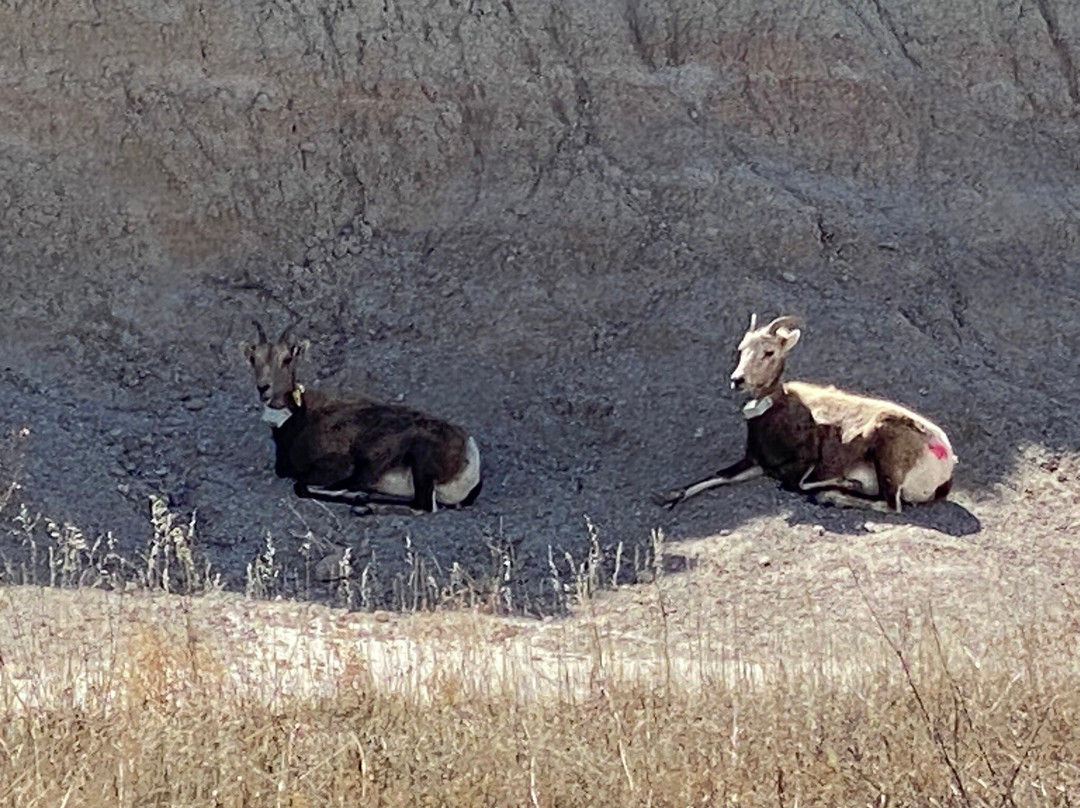 Badlands National Park-拉皮德城必去景点