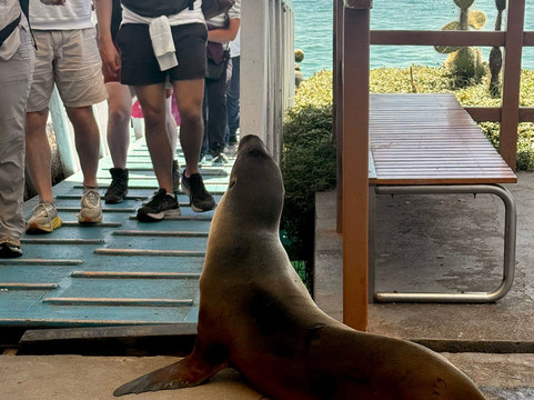 Scuba Iguana-阿约拉港必去景点