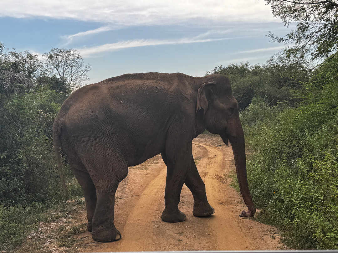 Udawalawe Wild Safari With Dileepa-乌达瓦拉瓦必去景点