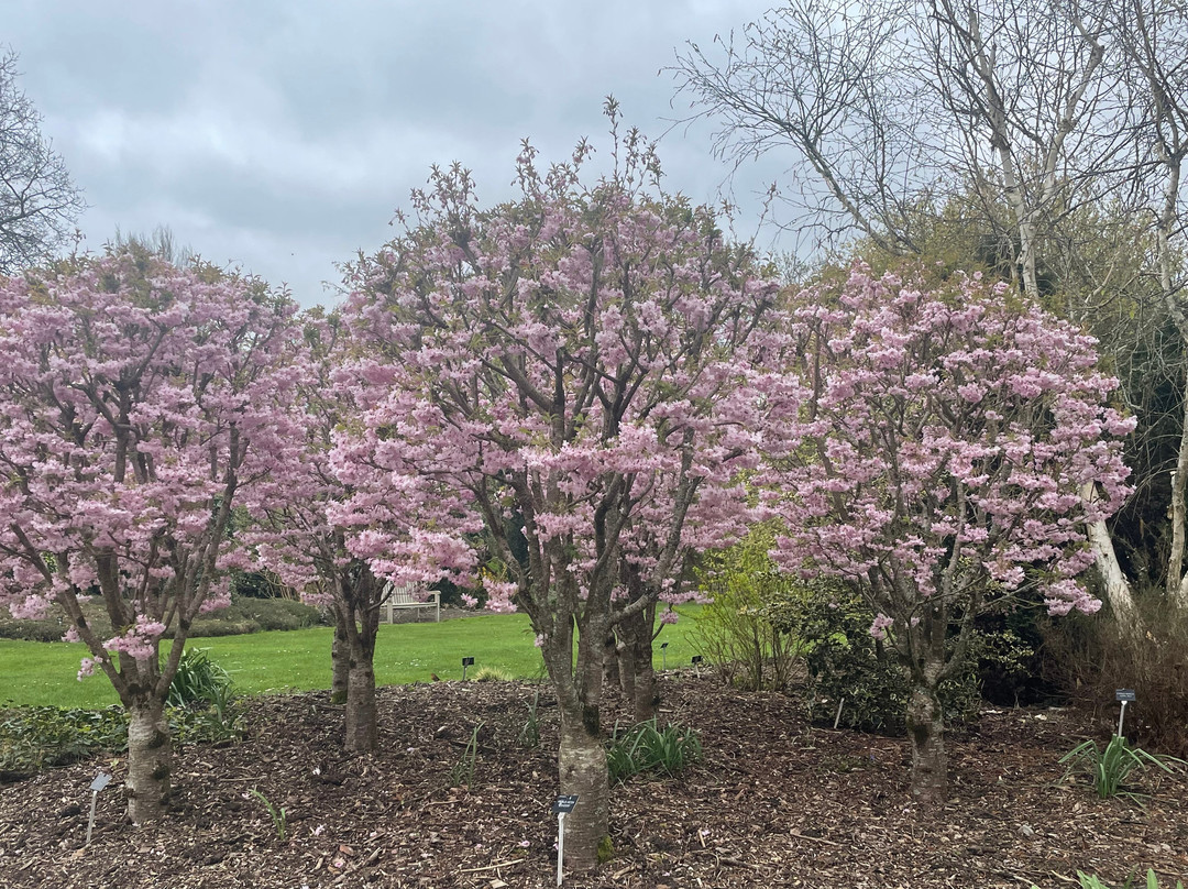 Sir Harold Hillier Gardens-罗姆西必去景点