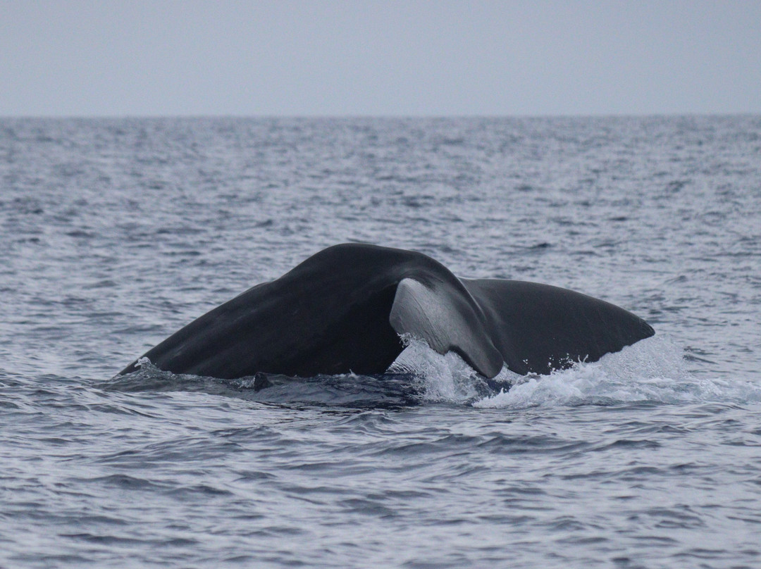 Wise Whale Project-M'diq必去景点
