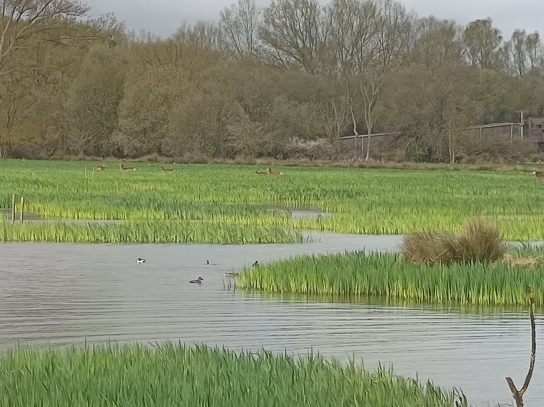Parque Salburua-维多利亚必去景点