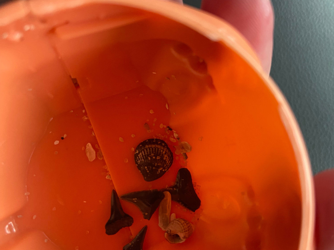 Shark Tooth Beach-吉柯岛必去景点