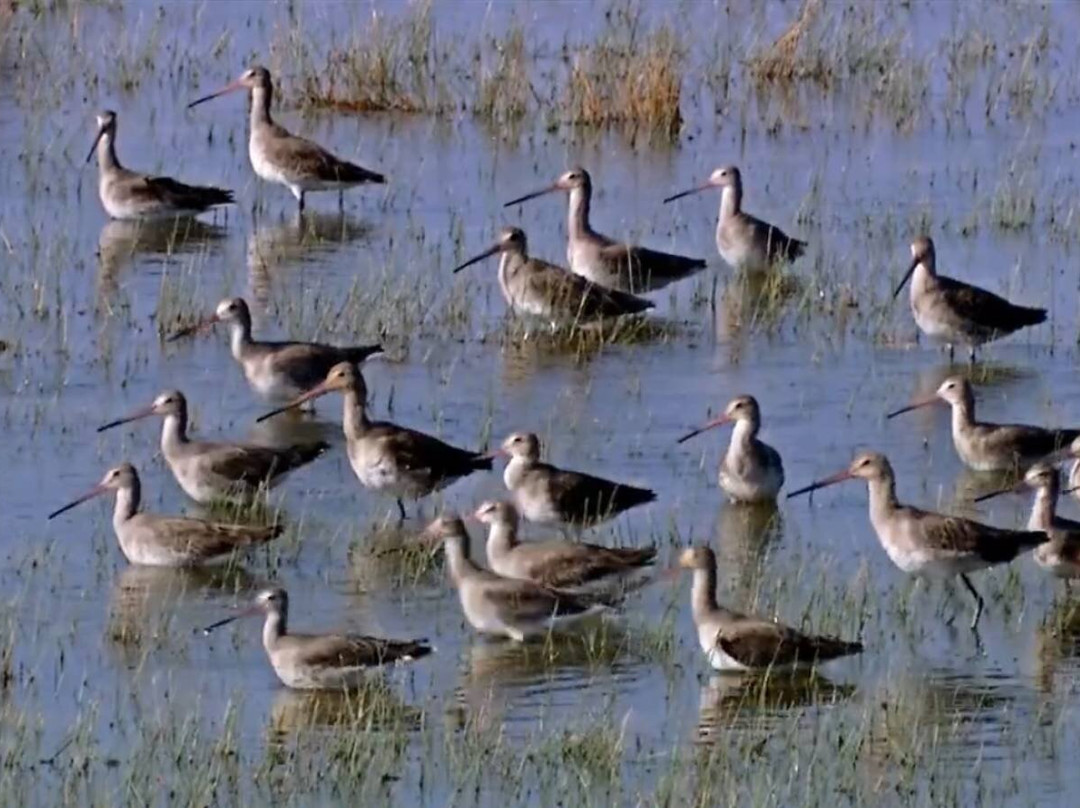 Chilika Lake-普里必去景点