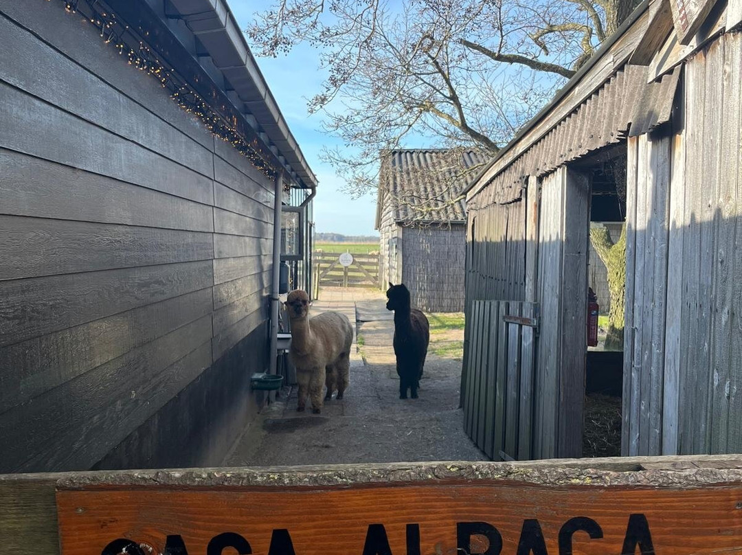 Alpaca Eco Farm-Egmond aan den Hoef必去景点