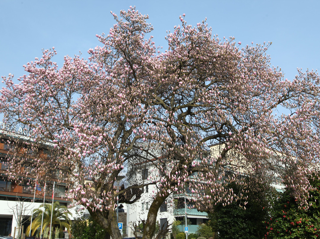 Seepromenade Von Locarno-洛迦诺必去景点