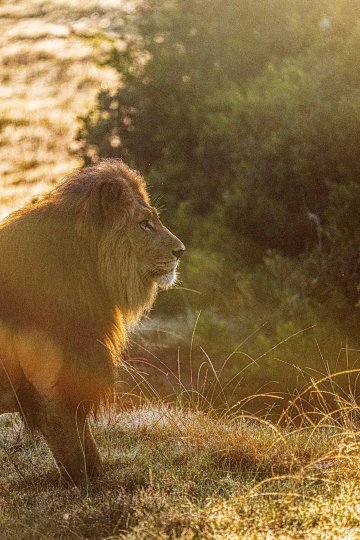 波特利斯科普私人猎区酒店-旅行者