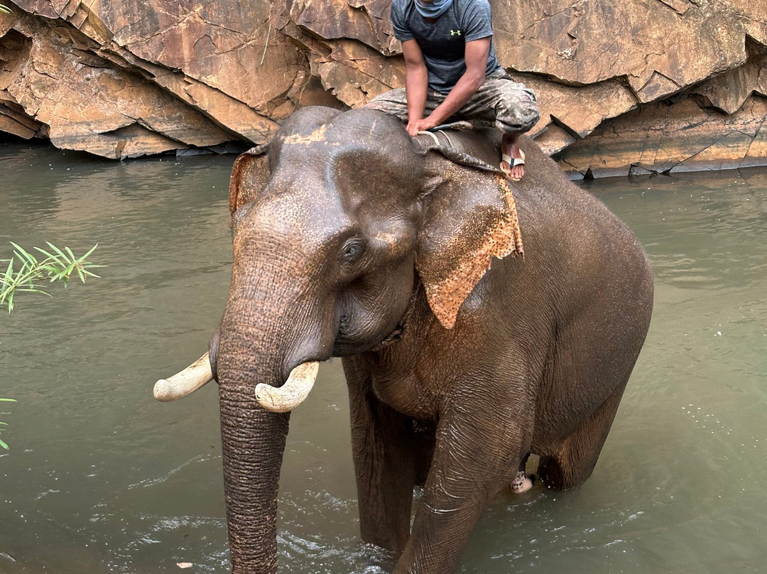 Airavata Elephant Foundation-邦隆必去景点