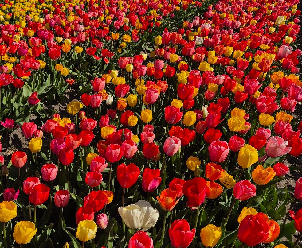 Tulip Experience Amsterdam-诺德韦克豪特必去景点