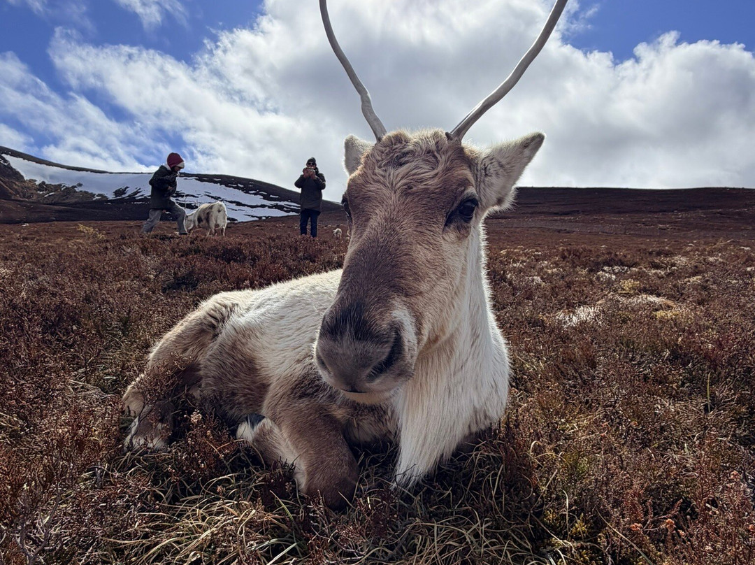 Cairngorm Reindeer Herd-Glenmore必去景点