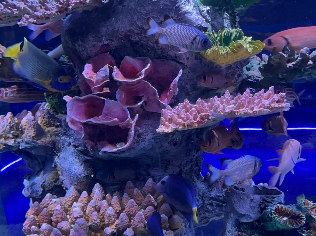 Acuario Michin Ciudad De Mexico-墨西哥城必去景点