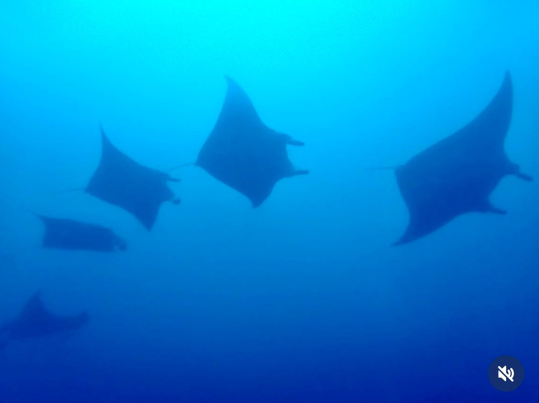 Diving Bluetribe Moofushi-南阿里环礁必去景点