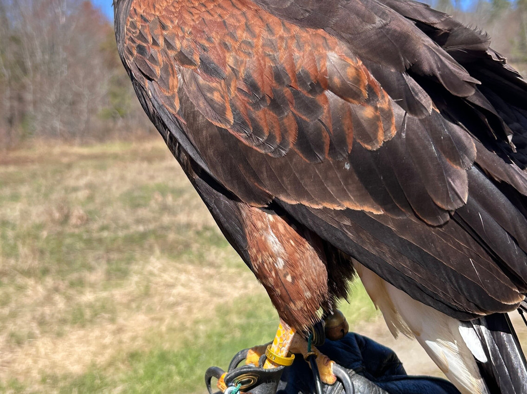 Monadnock Falconry-Temple必去景点