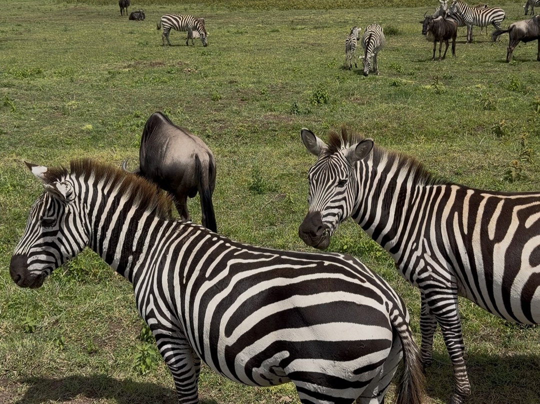 Africa Campsbay Tours-阿鲁沙必去景点