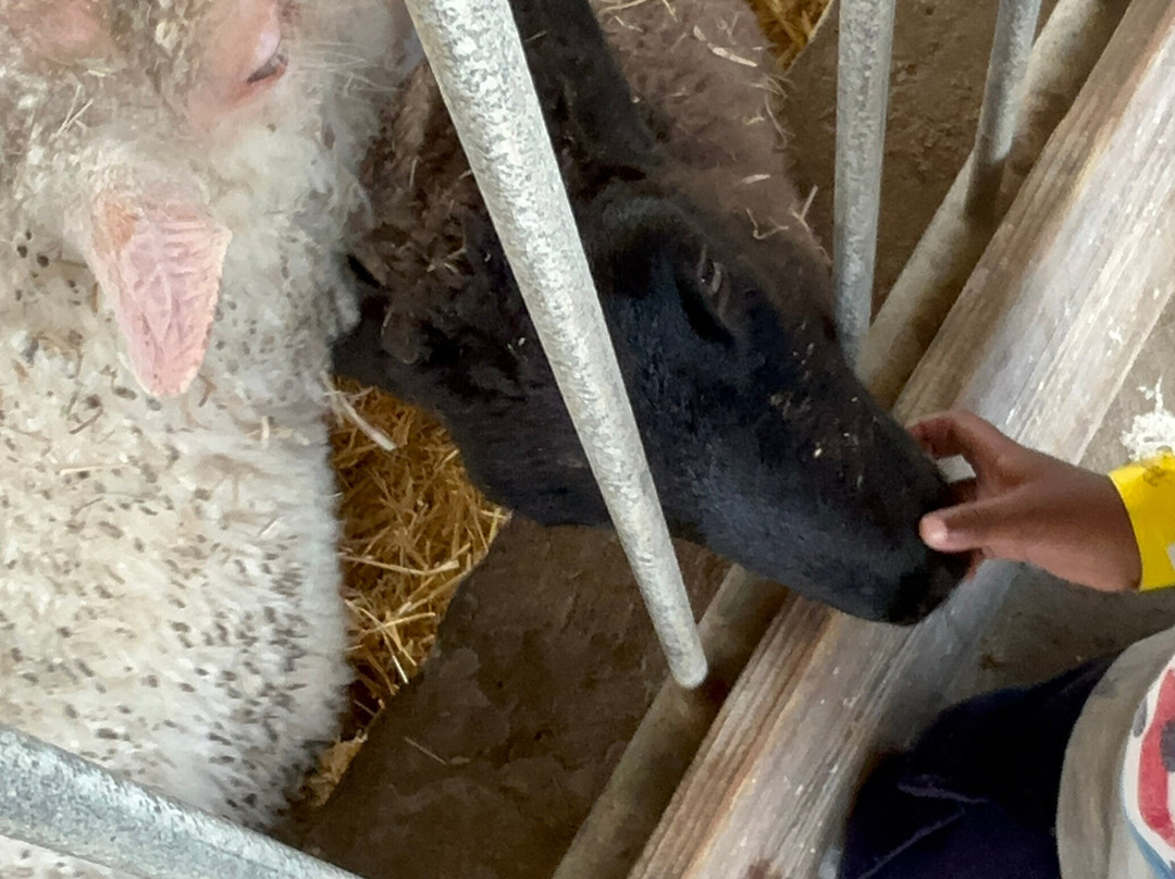 Marsh Farm Animal Adventure Park-Woodham Ferrers必去景点