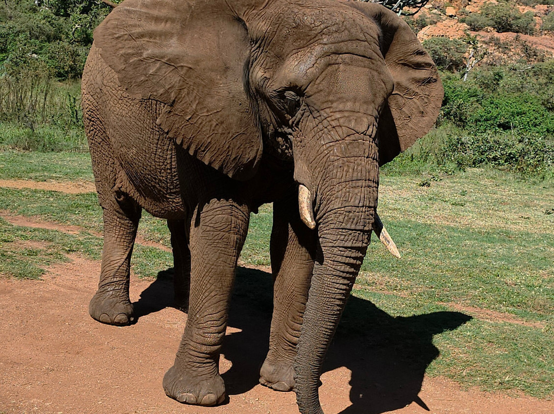 Elephant Sanctuary Hartbeesport Dam-哈特比斯普特必去景点
