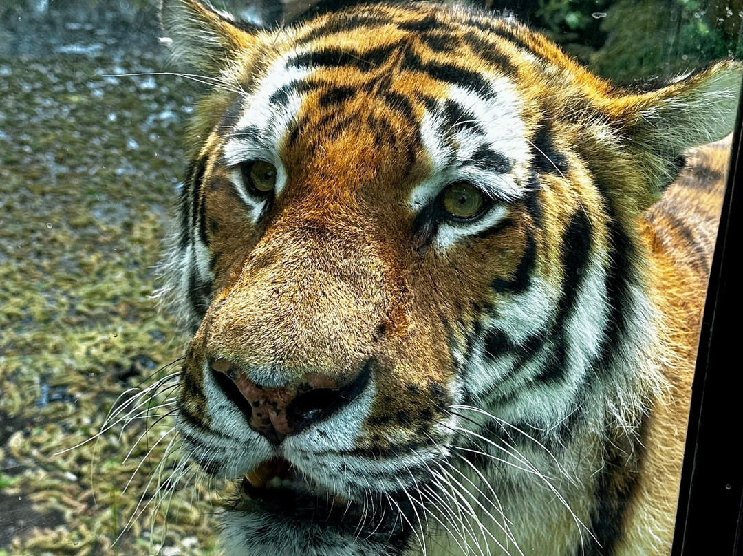 Marwell Zoo-温彻斯特必去景点