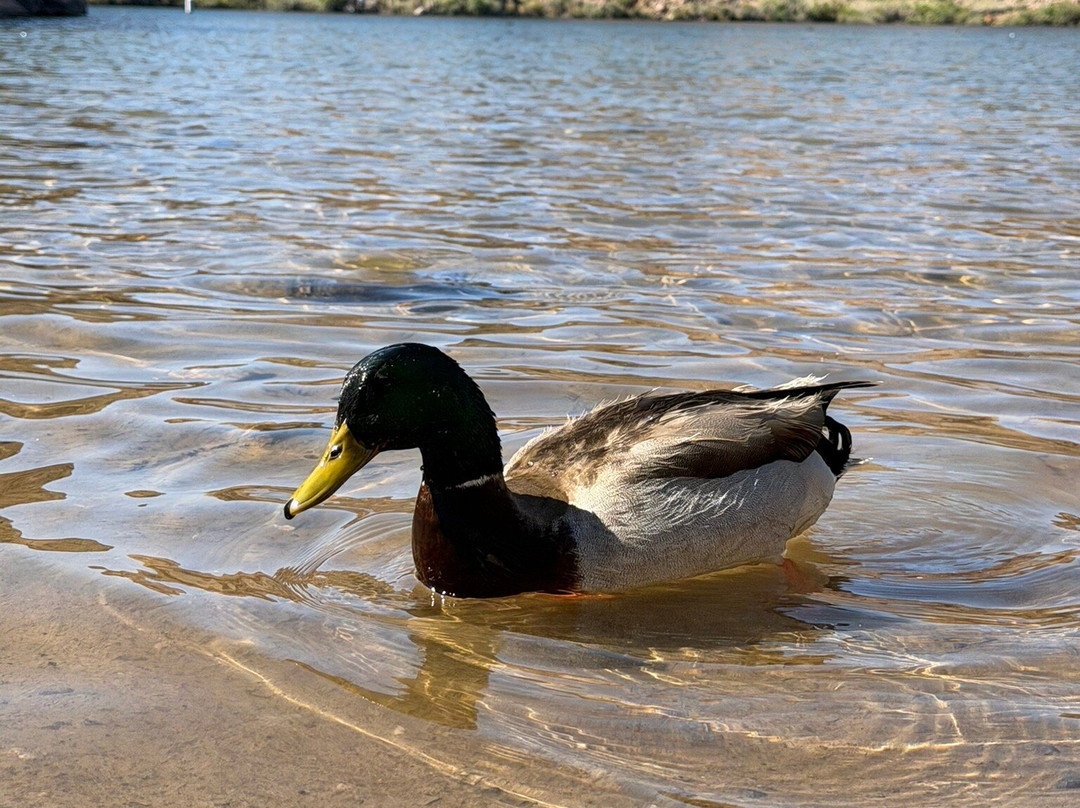 Trek Las Vegas Kayaking Tours & Rentals-Willow Beach必去景点