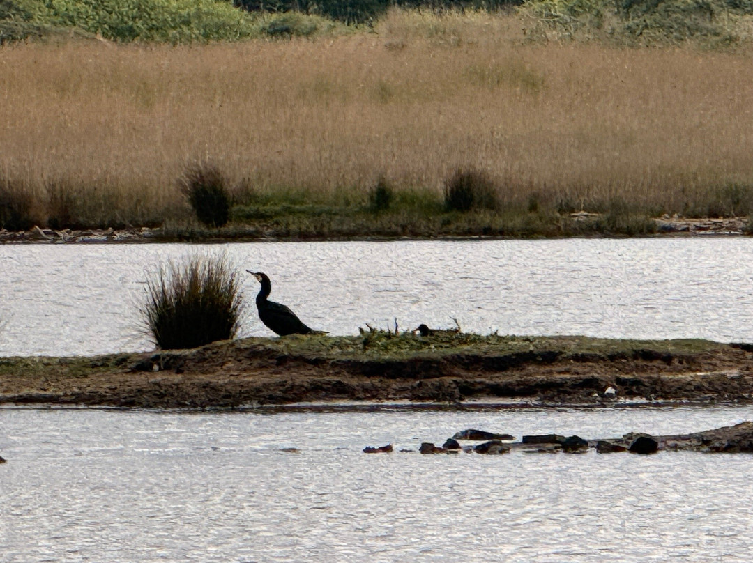 RSPB Lodmoor-韦茅斯必去景点