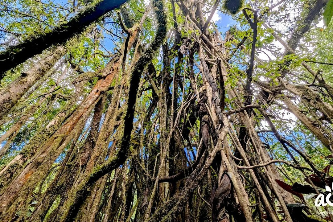 AOA Polynesian Forests-Mataiea必去景点