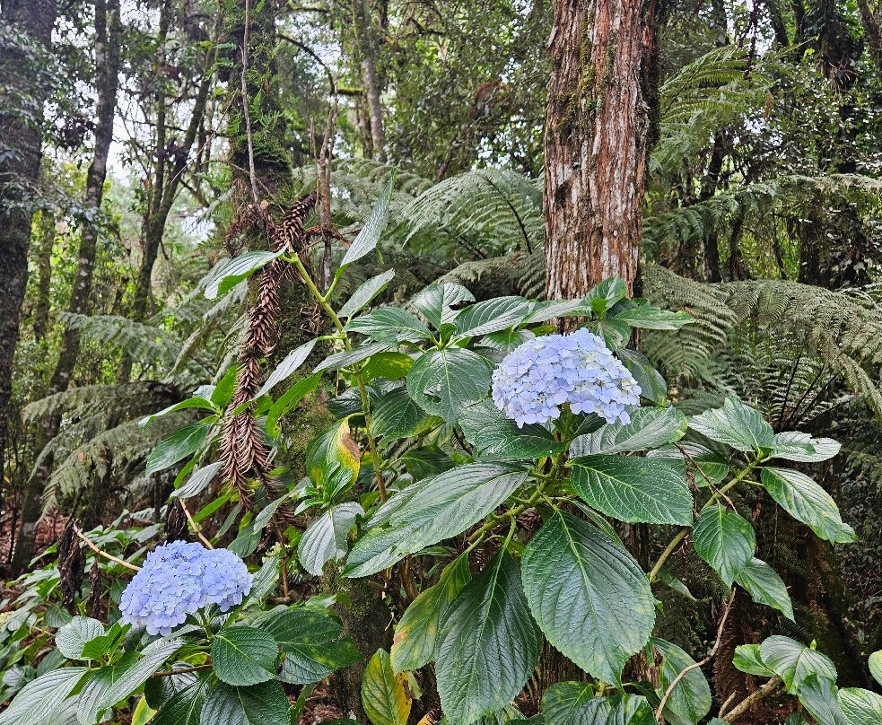 Bosque do Gato de Botas-蒙特贝尔德必去景点