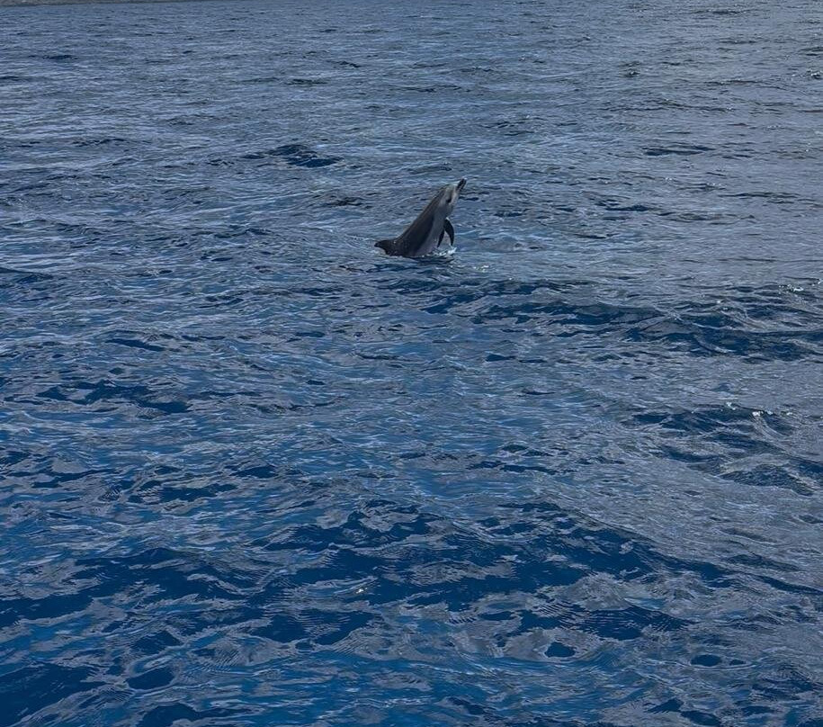 Mad' In Dauphins-Trois-Ilets必去景点