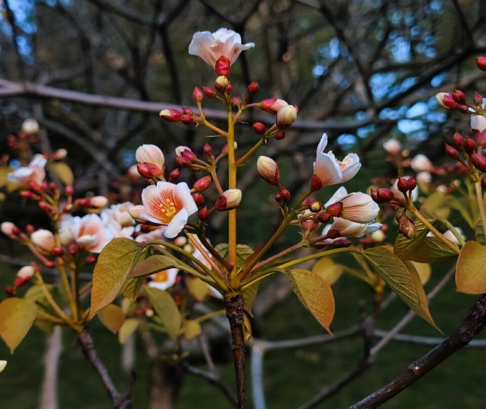Arboretum Park-索契必去景点