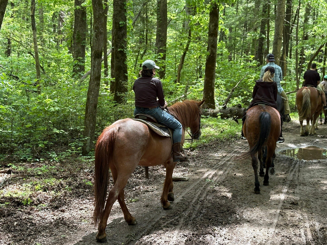 Cades Cove Riding Stables-汤森必去景点