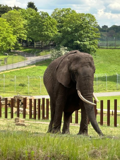 Safari Lodges At West Midlands Safari Park-旅行者