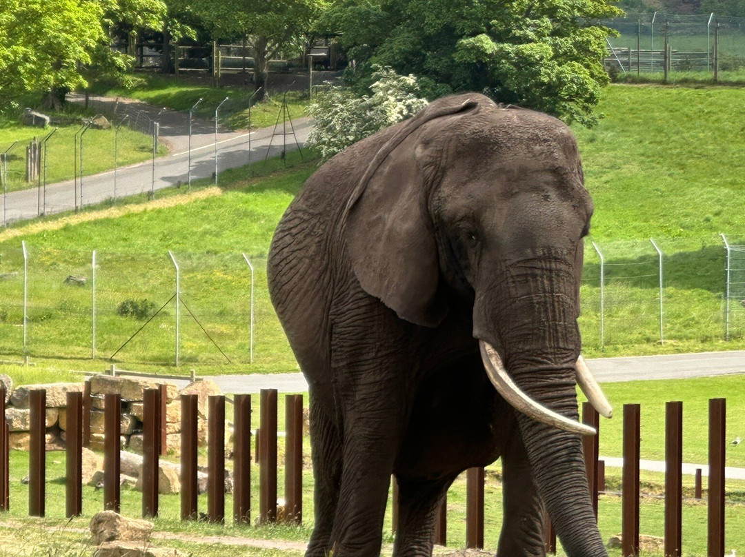 Safari Lodges At West Midlands Safari Park主图