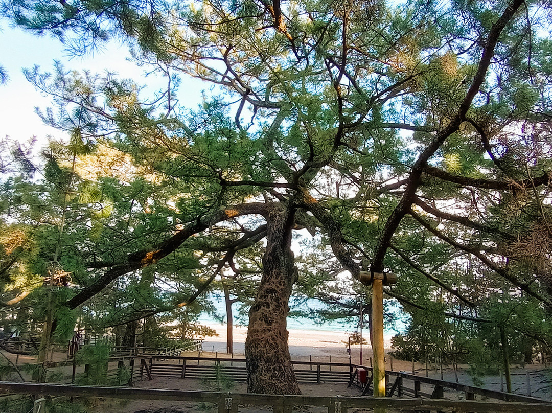 三保海岸（三保之松原海滩）-静冈市必去景点