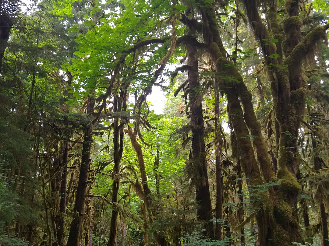 Maple Glade Rain Forest Trail-Amanda Park必去景点