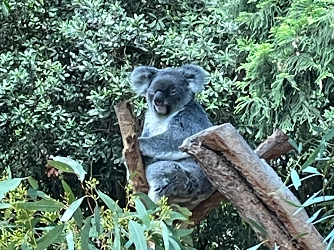 Koala Park Sanctuary-West Pennant Hills必去景点