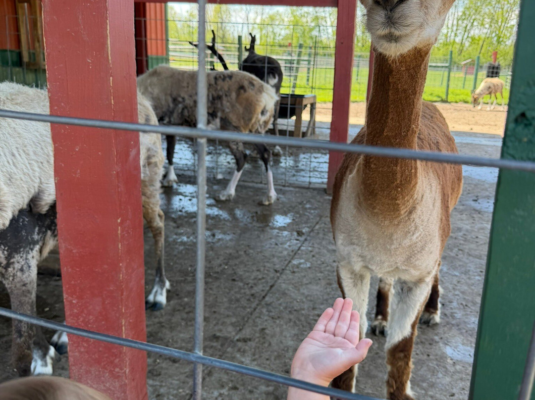 Rooftop Landing Reindeer Farm-Clare必去景点