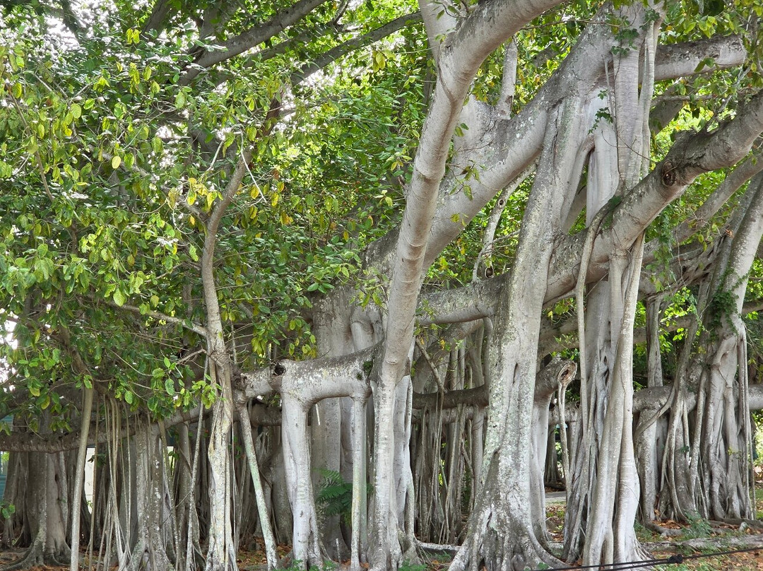 Edison and Ford Winter Estates-迈尔斯堡必去景点